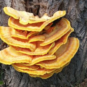 Reishi & Co. fernöstliche Heilpilze und Vitalpilze - Spezialmodul Reishi & Co. fernöstliche Heilpilze und Vitalpilze - Spezialmodul