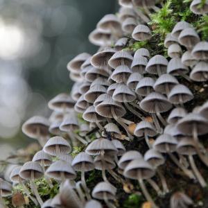 Mykologie Mykotherapie die Heilkraft der Pilze. Mykologie Mykotherapie die Heilkraft der Pilze.