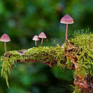 Mykologie Mykotherapie die Heilkraft der Pilze Ausbildung