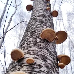 Heilpilze und Vitalpilze erkennen Heilpilze und Vitalpilze erkennen
