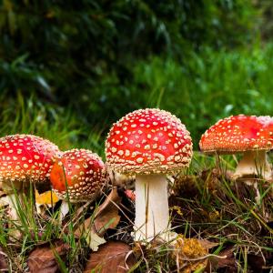 Altes Wissen aus der TEM über Pilze und deren Heilkraft Altes Wissen aus der TEM über Pilze und deren Heilkraft