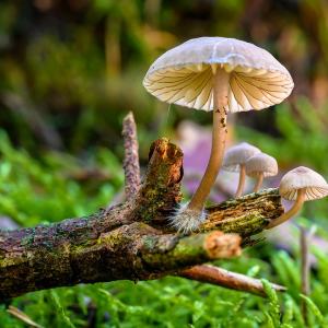 Altes Wissen aus der TEM über Pilze und deren Heilkraft Altes Wissen aus der TEM über Pilze und deren Heilkraft