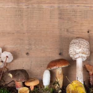 Altes Wissen aus der TEM über Pilze und deren Heilkraft Altes Wissen aus der TEM über Pilze und deren Heilkraft