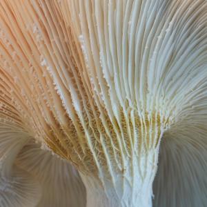 Das Wunder der Pilze Das Wunder der Pilze