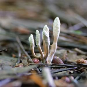 cordyceps fernöstliche Heilpilze und Vitalpilze nutzen lernen