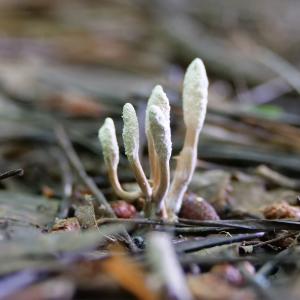 cordyceps fernöstliche Heilpilze und Vitalpilze nutzen lernen cordyceps fernöstliche Heilpilze und Vitalpilze nutzen lernen