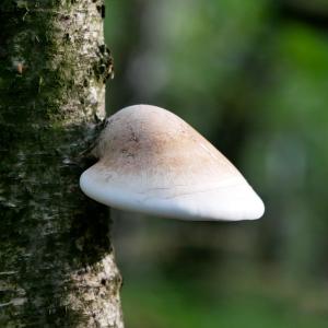 Birkenporling und andere heimische Heilpilze kennen lernen  Birkenporling und andere heimische Heilpilze kennen lernen