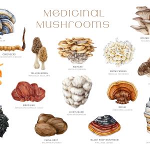 AdobeStock_anitapol_Medizinalpilze AdobeStock_anitapol_Medizinalpilze
