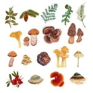 Mykologie Grundausbildung - Heimische Heilpilze in der TEM _ AdobeStock AtonitaDraws Mykologie Grundausbildung - Heimische Heilpilze in der TEM _ AdobeStock AtonitaDraws