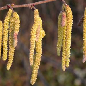 Pollenallergie Hasel Pollenallergie Hasel