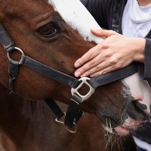 Tierenergetik - AdobeStock JM Fotografie Tierenergetik - AdobeStock JM Fotografie