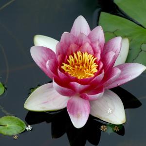 Bewusstseinstraining: Shift Now, Erwachen & Manifestation - Kurs & Ausbildung Online und in Graz Bewusstseinstraining: Shift Now, Erwachen & Manifestation - Kurs & Ausbildung Online und in Graz