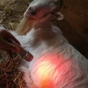 Dipl. Tierenergetiker/in Dipl. Tierenergetiker/in