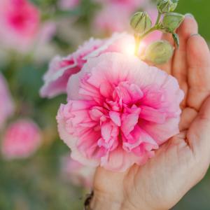 Adobe Stock Nelladel - Duft einer Blüte Adobe Stock Nelladel - Duft einer Blüte