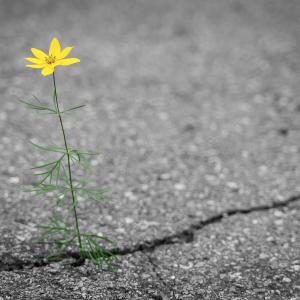 Dipl. MentaltrainerIn- Stressmanagement und Resilienz