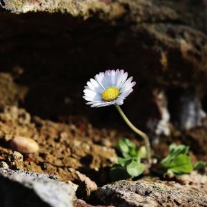 Dipl. MentaltrainerIn- Stressmanagement und Resilienz