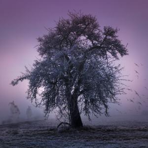 Seminar Rauhnächte,Rauhnacht Baum im Nebel, Fotocredit: pixapay 